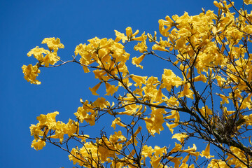 Blüten des Gelben Ipe-Baums im südbrasilianischen Frühling