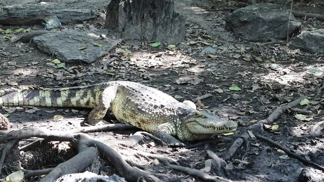 crocodiles are lying on the ground on a crocodile farm, Bangkok Thailand