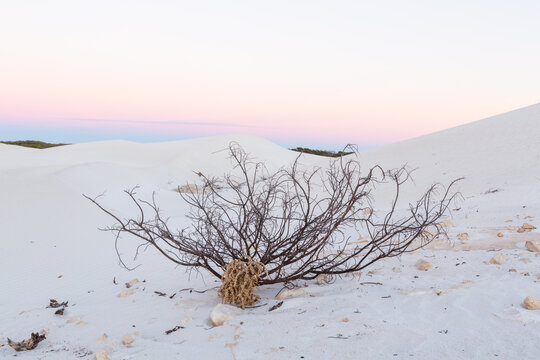 Dead Bush In Sand Dunes At Sunrise