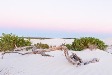 Dead tree branches and vegetation on white sand dunes at sunrise