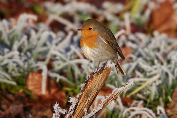 Rotkehlchen im Winter