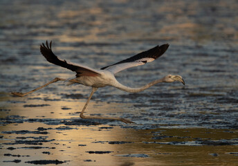 Greater Flamingo gaining speed for takoff at Tubli bay in the morning, Bahrain