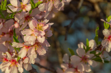 Almond spring flower blossom