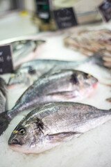 Fresh Seabream fish on a bed of crushed ice,displayed at Kotor farmer's market,Kotor,Montenegro.