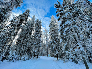 Pines Winter Sunny Forest Landscape. Snowy winter landscape. Blue winter sky. 
