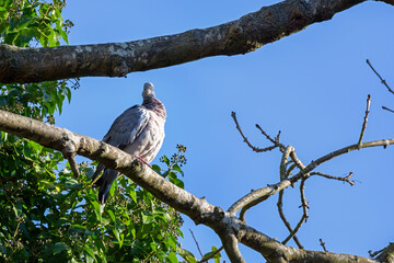 A dove sitting on a tree branch.
