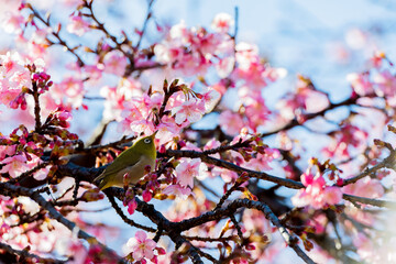 Japanese White-eye With Cherry Blossom(Cerasus lannesiana Carriere, 1872) At Shibuya,Tokyo, Japan.