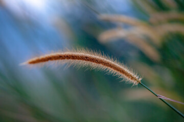 Close up setaria , for Background