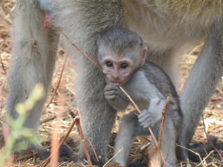 mother and baby monkey