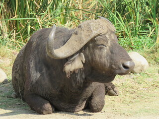 Obraz premium african buffalo in the wild