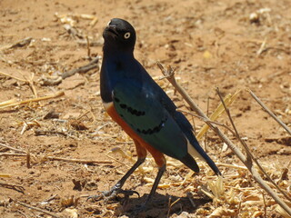 wild bird