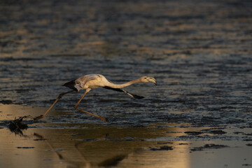 Greater Flamingo takoff at Tubli bay in the morning, Bahrain