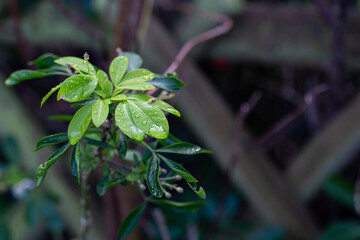 Blurred background of wet leaves, after the rain.
