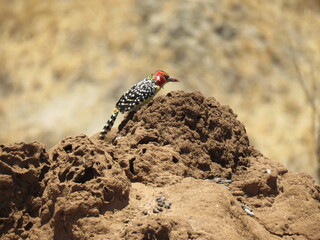 colorful bird on a rock