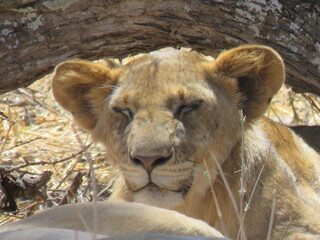 lion cub waking up