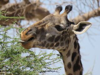 portrait of a giraffe with her tongue out