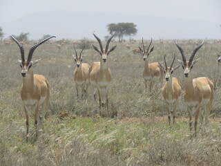 impala in the savannah