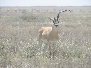 injured impala in the savannah