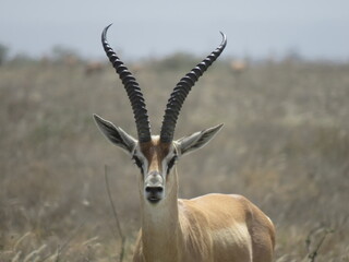 impala in the savannah