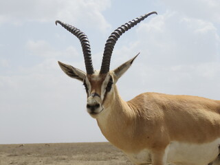 impala in the savannah