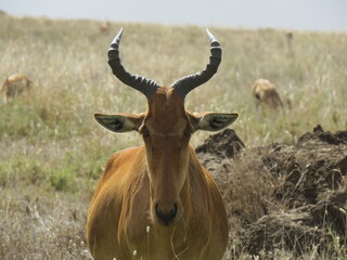antelope in the savannah