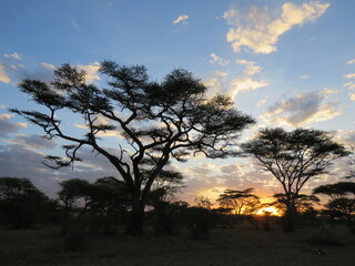 sunset in the serengeti