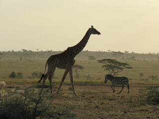giraffe and zebra in the savannah