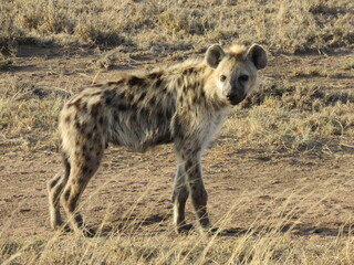hyena in serengeti