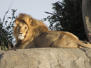 portrait of a lion