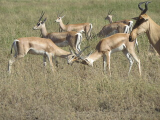 impala in the savannah