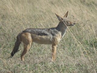 jackal in the wild