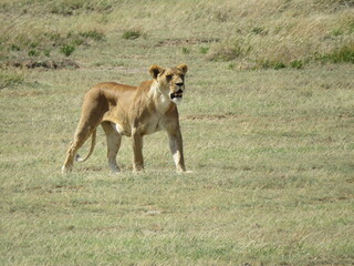 Fototapeta na wymiar lioness in the wild