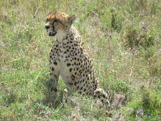 cheetah in serengeti
