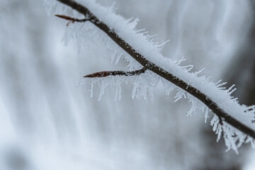 Winter Wald in Wiesbaden, Schnee auf den Bäumen