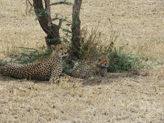 cheetah in the savannah