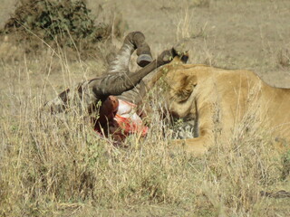 lioness eating a zebra