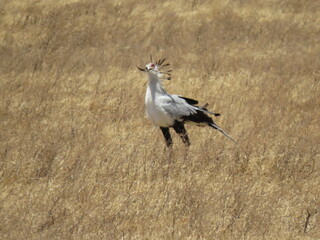 secretary bird in the savvanah