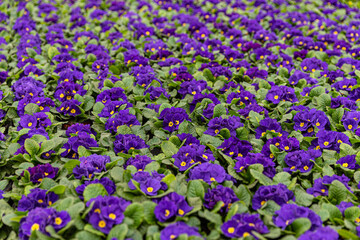 Obraz premium Many violet primroses