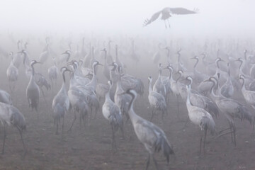 Blurred background of storks in the morning frog.