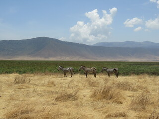 zebra in the savannah