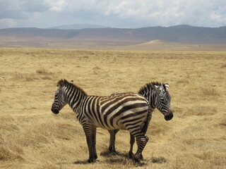 zebras in the savannah