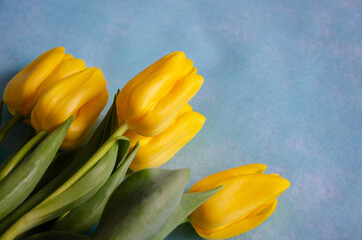  Tulips on blue background