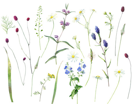 Watercolor set of multicolored wildflowers and herbs on a white background 