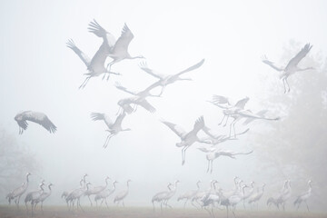 Blurred background of flock of flying storks in the morning fog.