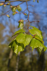 Lipa, świeże listki wiosną, Tilia © Ewa