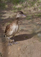 Vertical of a juvenile Spotted Whistling Duck, Dendrocygna guttata