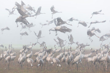 Blurred background of flock of flying storks in the morning fog.