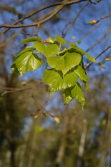 Lipa, świeże listki wiosną, Tilia © Ewa