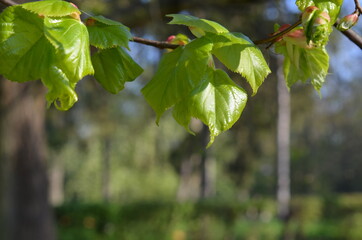 Lipa, świeże listki wiosną, Tilia © Ewa