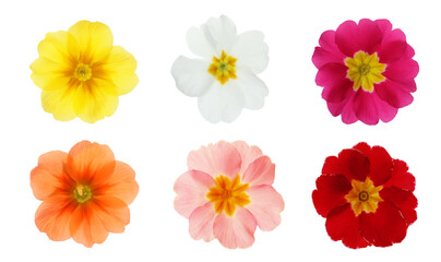 Set with different beautiful primula (primrose) flowers on white background, banner design. Spring blossom